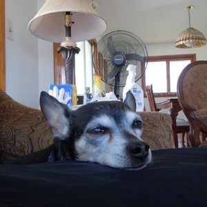 Meet your Posher, Rita